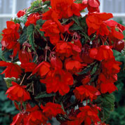 Begonia Colgante Rojo